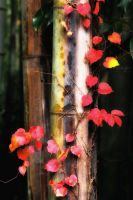 2013年日本写真作家協会(JPA)入選