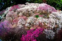 デジキャパ2014年6月号佳作場所：道明寺天満宮道明寺天満宮に春が到来。咲き誇るウメの花。いろいろな種類、微妙に異なる色があることに感動しました。すべてを１枚に収めたいと思い、橋の上から魚眼で狙いました。