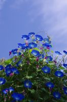 デジキャパ2013年2月号佳作場所：京都植物園青空をバックにすてきな朝顔のアーチを発見し、急いでシャッターを切りました。家に帰ってモニターを見たら雰囲気が違っていたので、頭に焼き付いていたイメージを忠実に再現すべく、思いっきりレタッチしました。